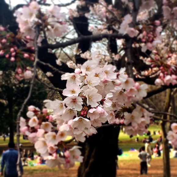 桜の季節
