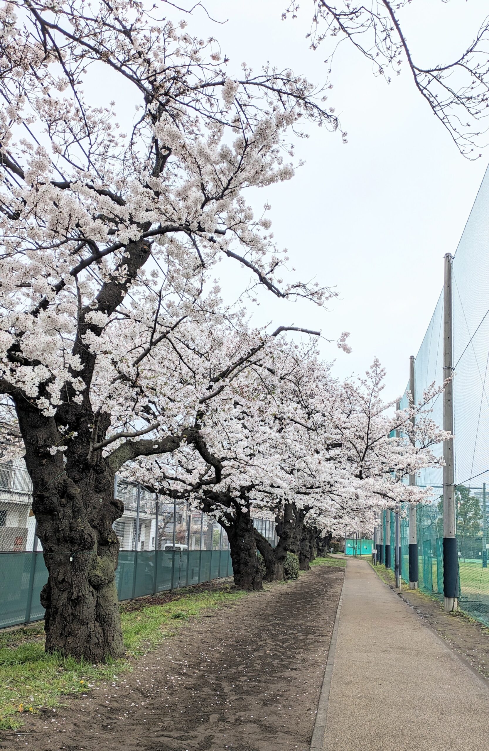 桜、満開です！