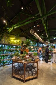 観葉植物をお探しの方にお勧めなお店です