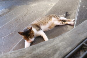 台湾旅行記-最終回